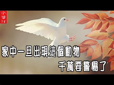 鳥死在家裡|【死鳥風水】家中出現死鳥？揭開死鳥風水背後的神秘面紗